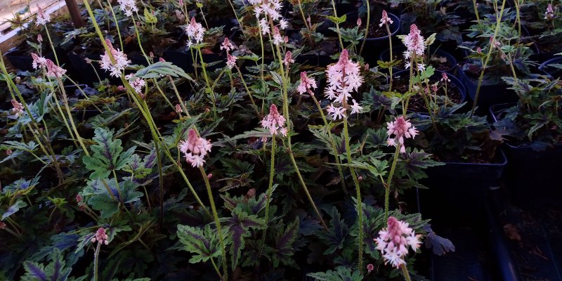 Tiarella 'Angel Wings' Тиарелла